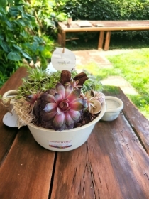 cream succulent planter