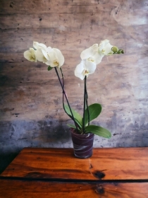 double stem white orchid in ceramic pot