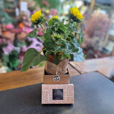 Sunflower Plant Gift Box with Chocolate