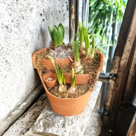 Spring terracotta planter